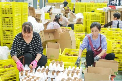 你在“芭芭农场”种的猕猴桃值10个亿!武功县打造中国猕猴桃电商第一县